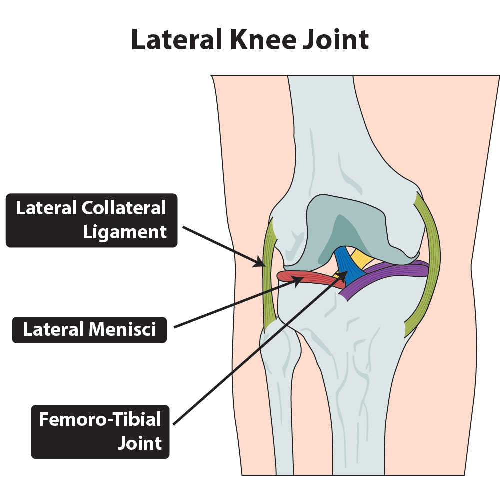 The-Knees_Lateral-knee-joint-