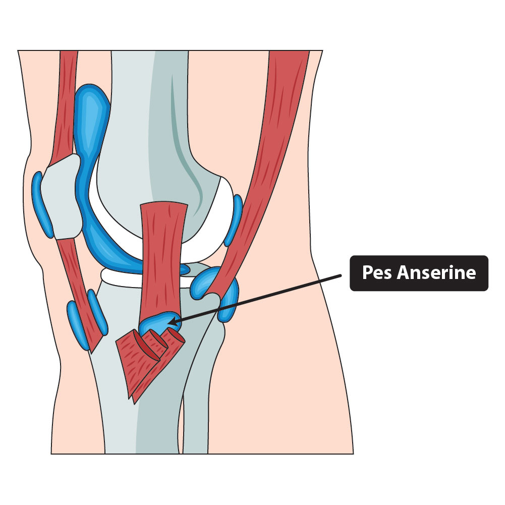 The-Knees_Pes-anserine-