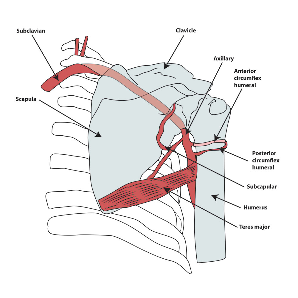 The-Vasculature-06